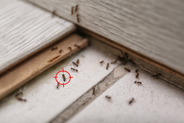 Best Insect Control  in Shady Point, OK