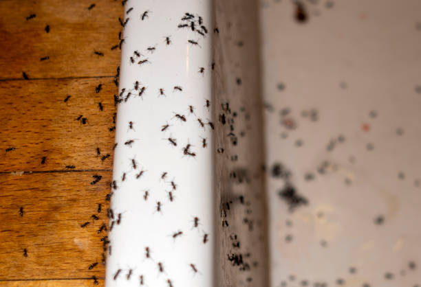Pest Prevention Services in Shady Point, OK