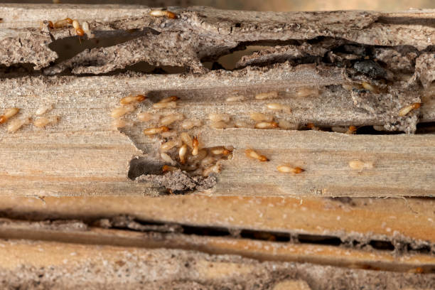 Best Affordable Pest Control Services  in Shady Point, OK