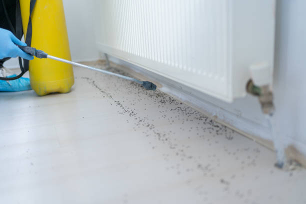 Best Termite Control Services  in Shady Point, OK