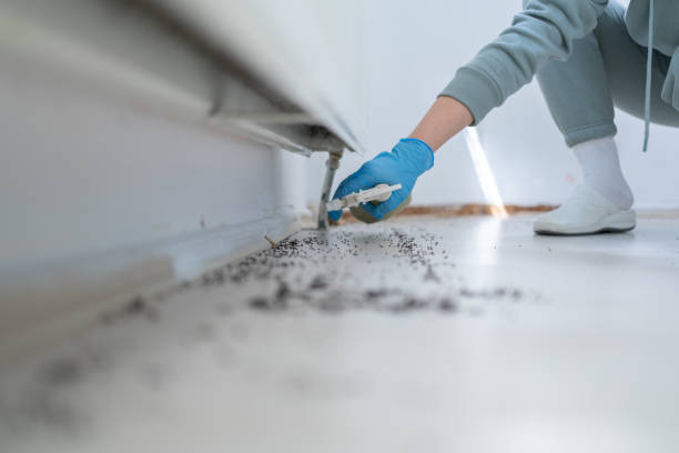 Best Wasp Removal Services  in Shady Point, OK